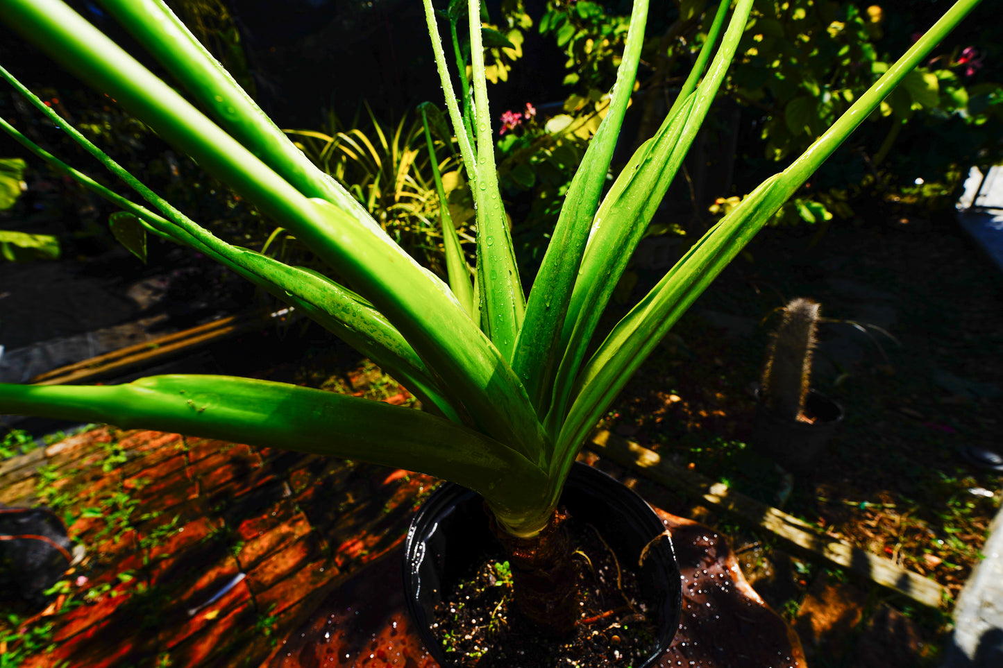 Large Alocasia Tiny Dance 3 Gal