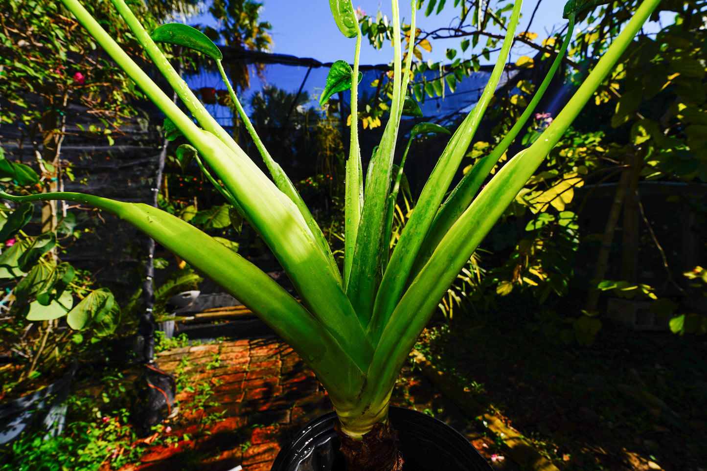 Large Alocasia Tiny Dance 3 Gal