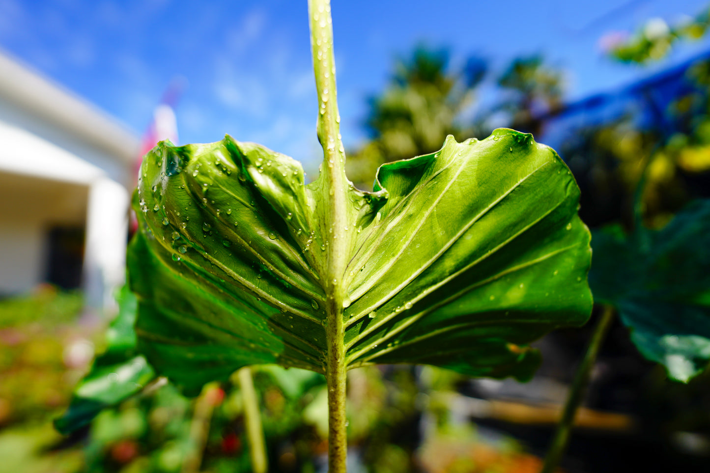 Alocasia 'Stingray' – 3 Gallon