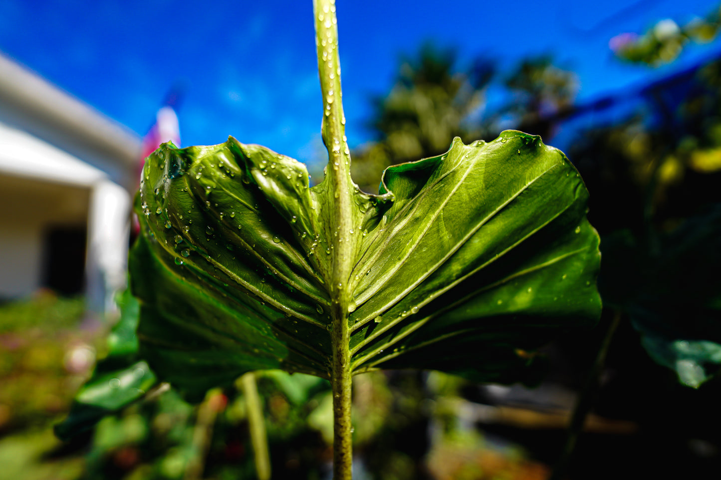 Alocasia 'Stingray' – 3 Gallon