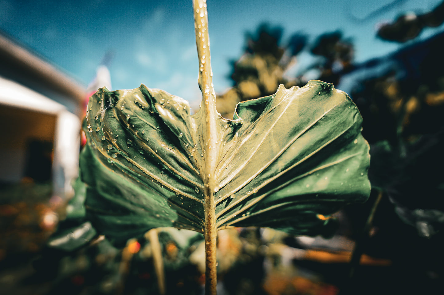 Alocasia 'Stingray' – 3 Gallon