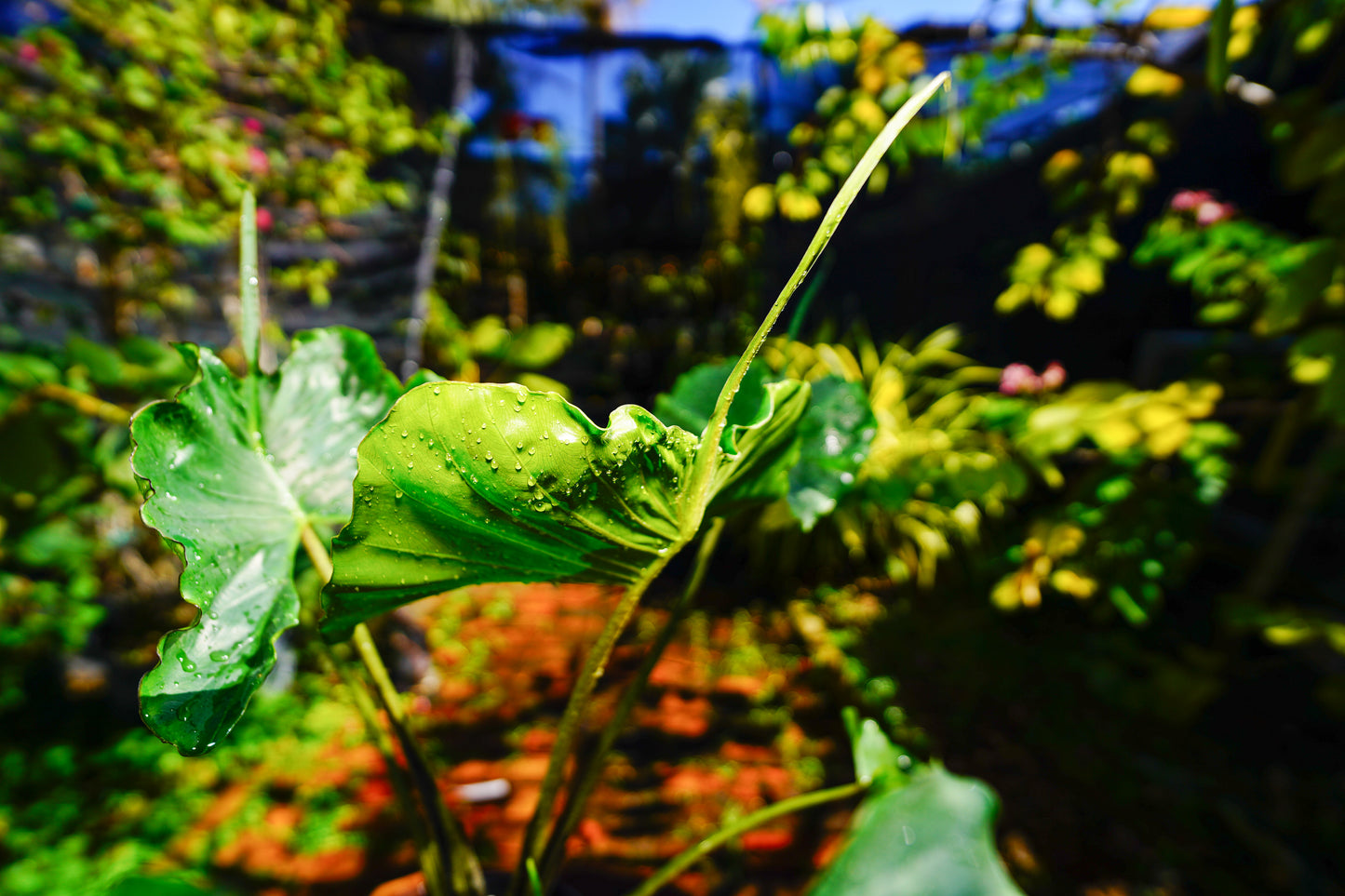 Alocasia 'Stingray' – 3 Gallon