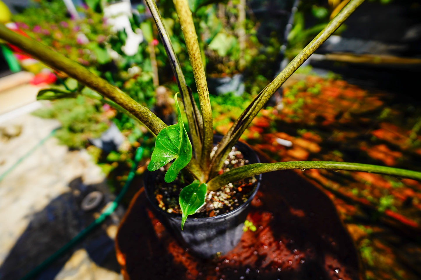 Alocasia 'Stingray' – 3 Gallon