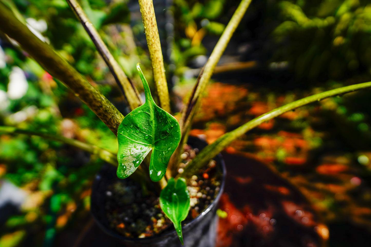 Alocasia 'Stingray' – 3 Gallon