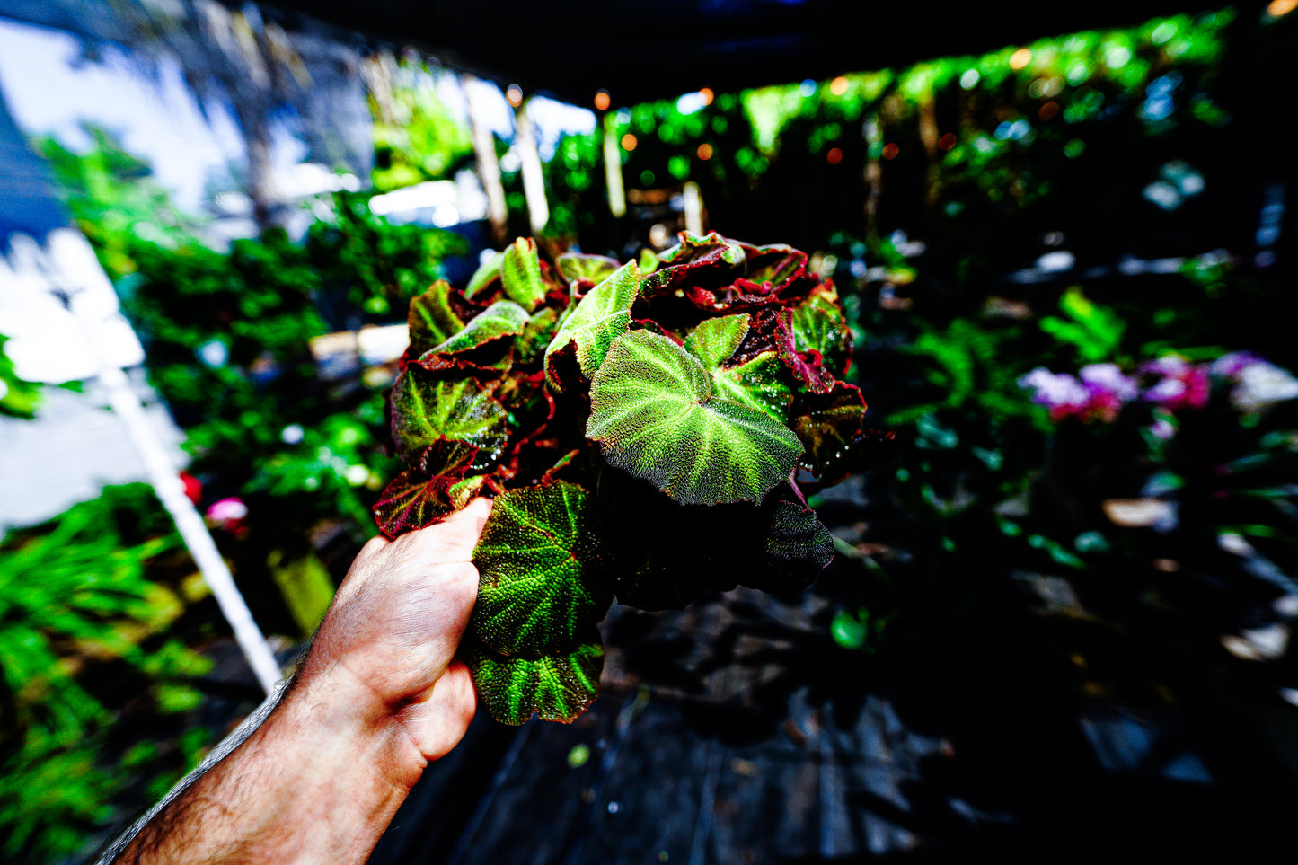 Begonia Iron Cross