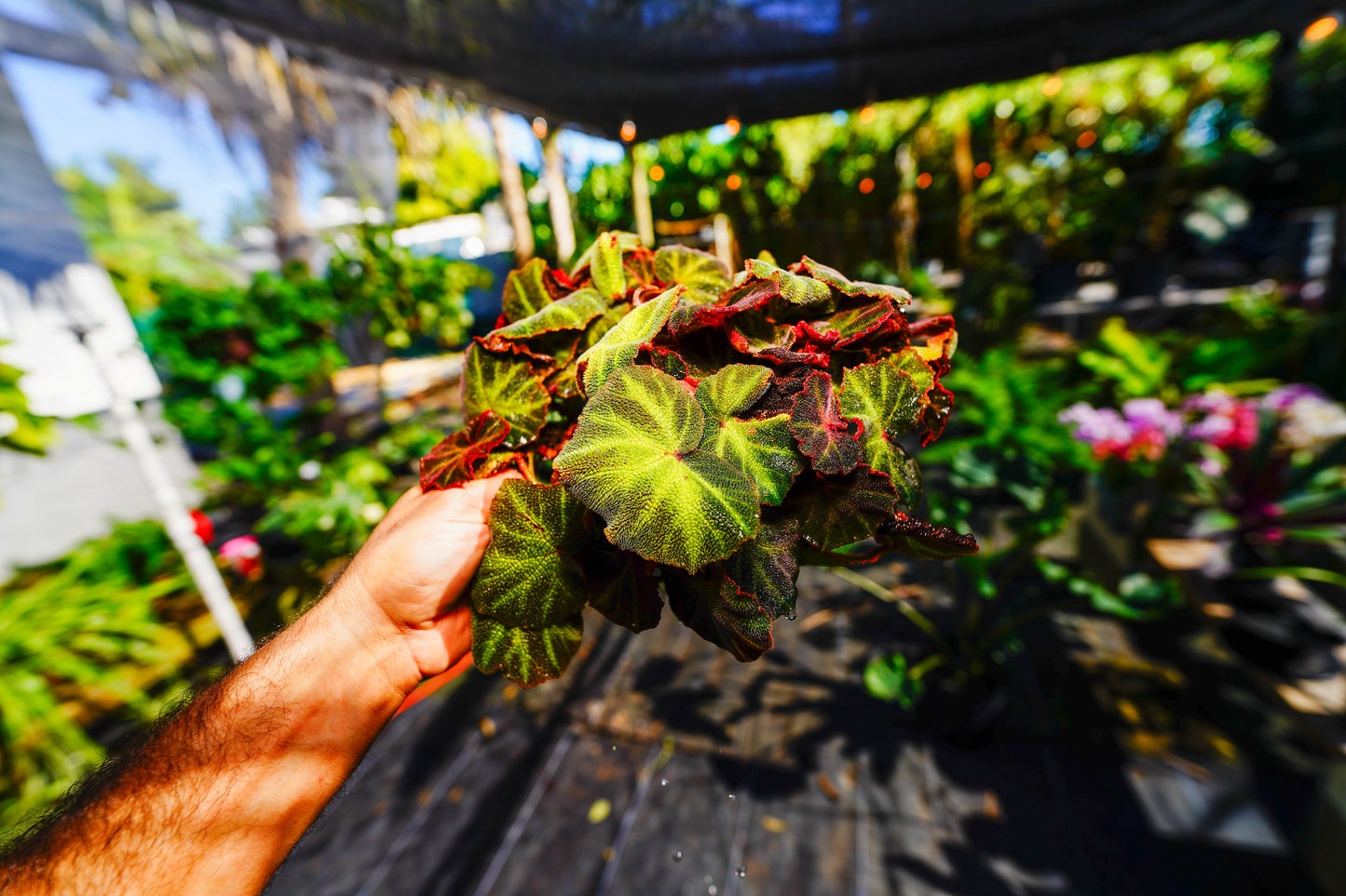 Begonia Iron Cross