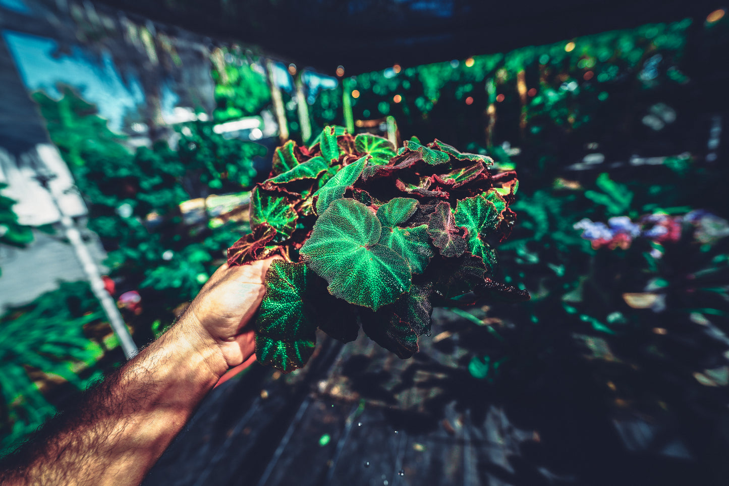 Begonia Iron Cross