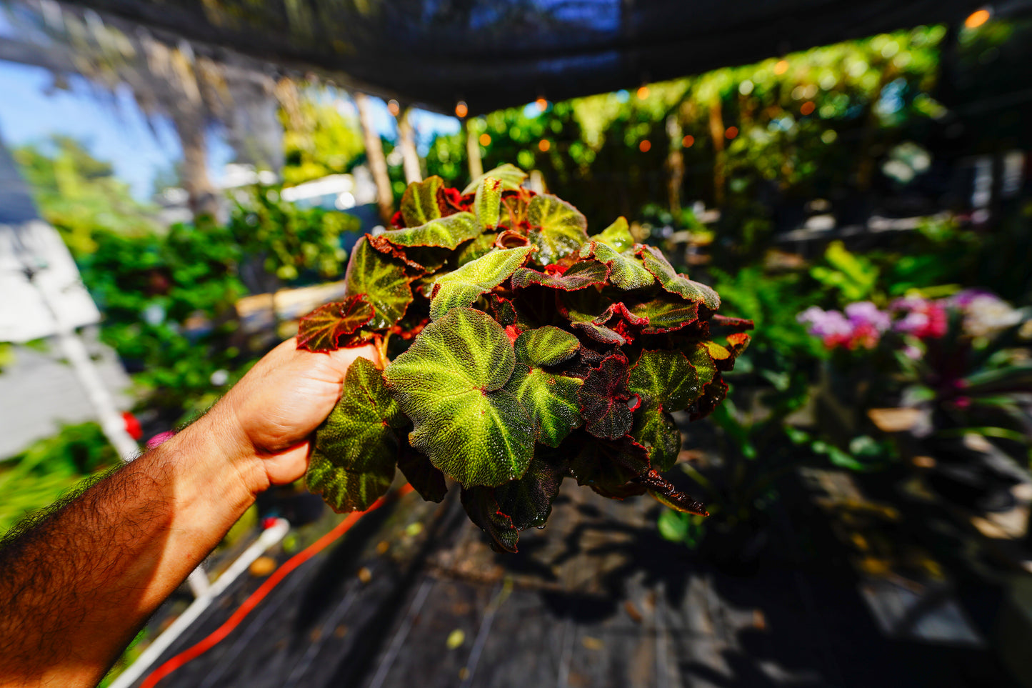 Begonia Iron Cross