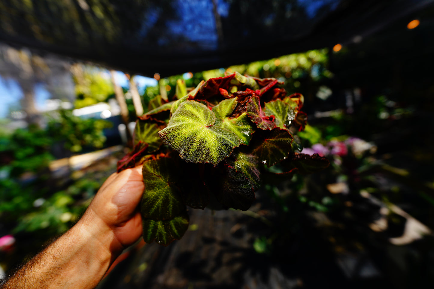 Begonia Iron Cross