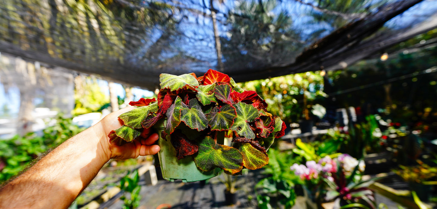 Begonia Iron Cross