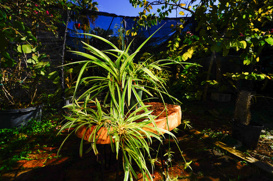 Spider Plant