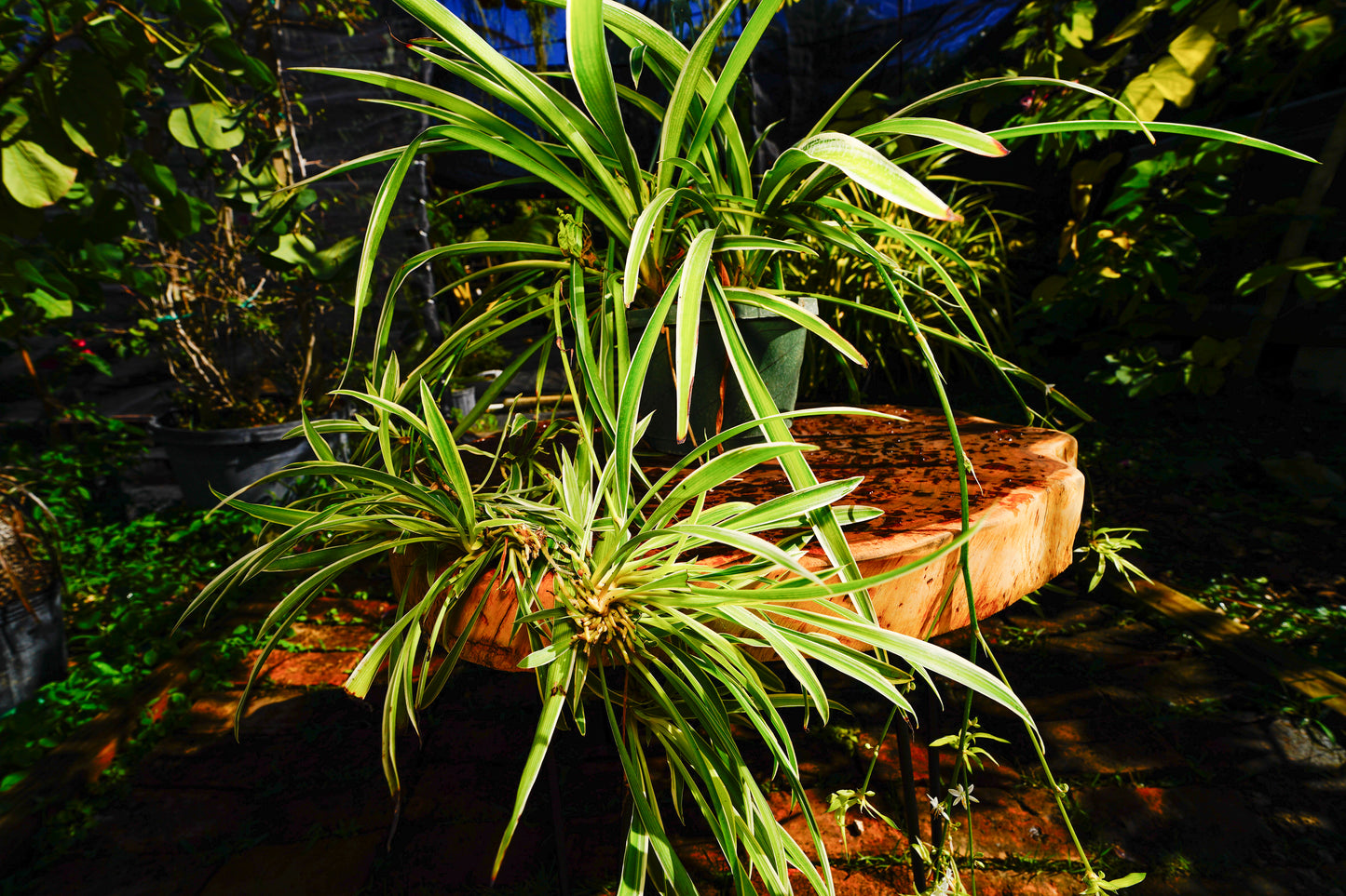 Spider Plant