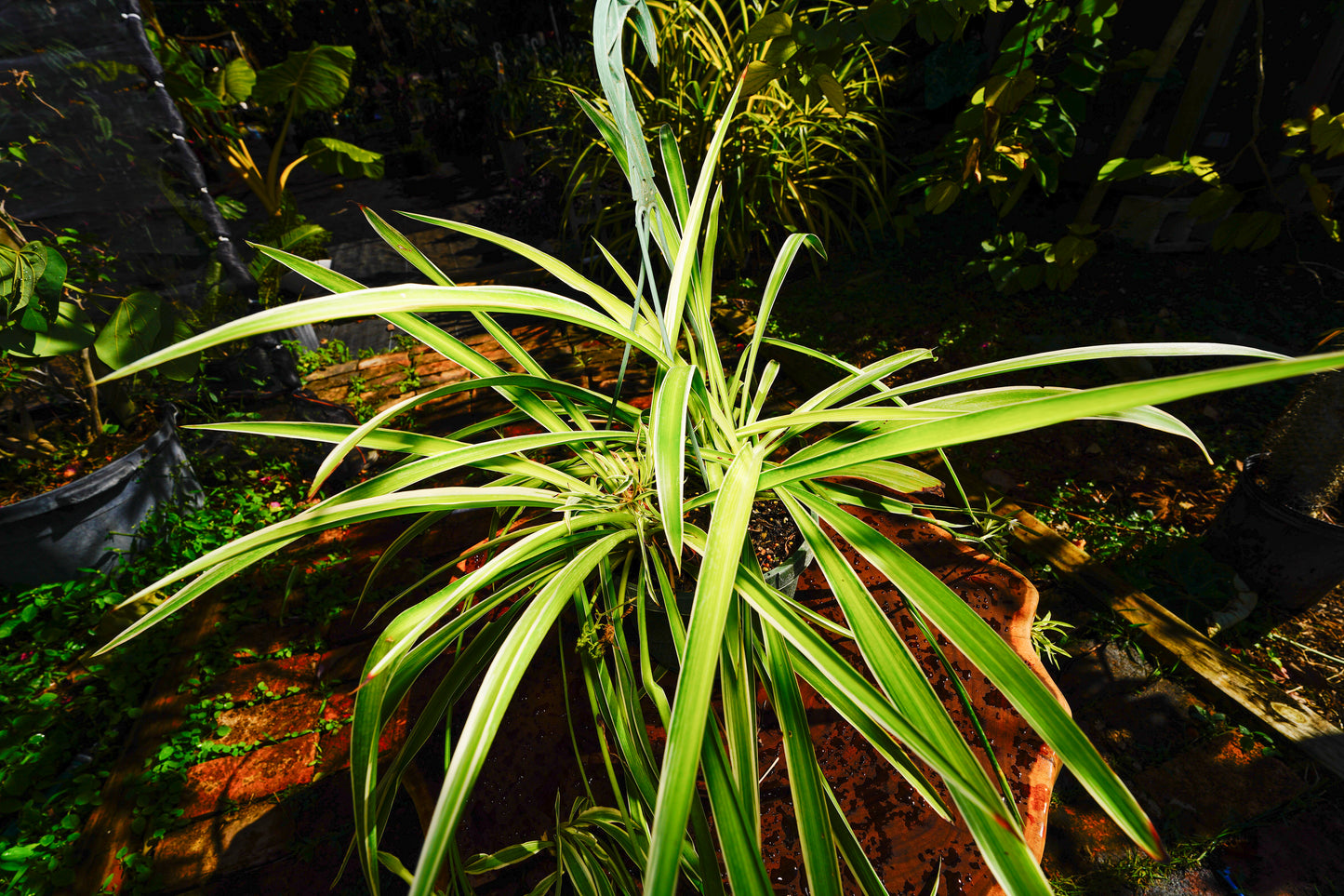 Spider Plant