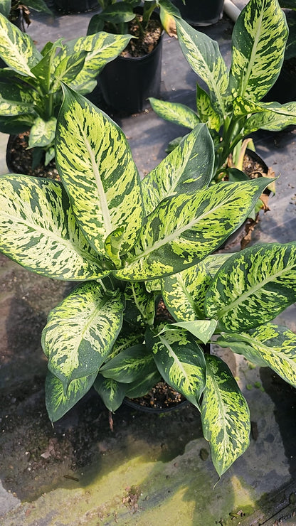 Dieffenbachia Sublime plant in a black nursery pot, featuring large green leaves with unique yellow variegation. Perfect for adding a pop of color to your home.