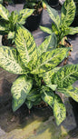Dieffenbachia Sublime plant in a black nursery pot, featuring large green leaves with unique yellow variegation. Perfect for adding a pop of color to your home.