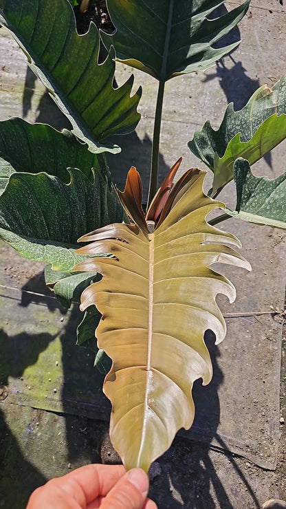philodendron cf. malesevichiae Philodendron Chocolate Empress – Edens Tropical