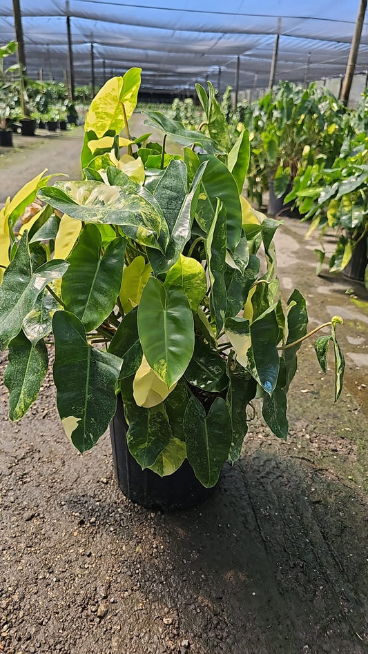 Philodendron Burle Marx Variegated with unique green and creamy white marbled leaves