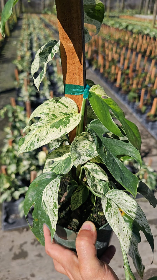 Philodendron Pinnatum Marble Flame with stunning marbled variegated leaves in shades of green and white