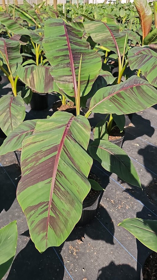 Red Banana plant showcasing its dramatic tropical appearance with red-tinted stems