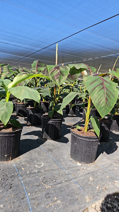 Beautiful Red Banana plant with dark green leaves and reddish-purple stems