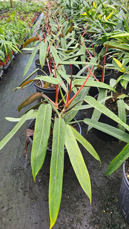 philodendron bicolour Philodendron Bi-Color – Vibrant Foliage for a Lush Tropical Look (3-Ga – Edens Tropical