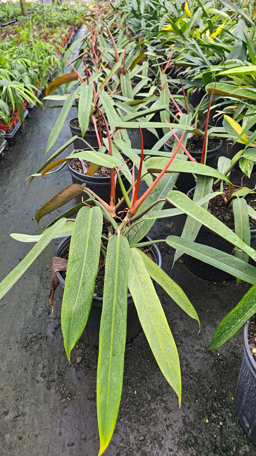 Philodendron Bi-Color – Vibrant Foliage for a Lush Tropical Look (3-Gallon Specimen)
