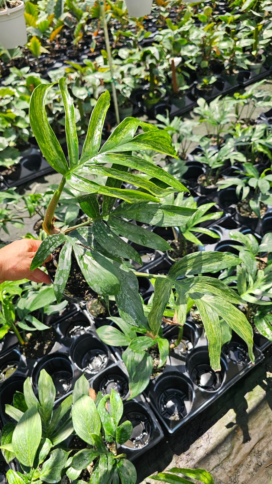 Rhaphidophora Decursiva Variegata – Rare Collector’s Plant (3-Gallon Large Specimen)