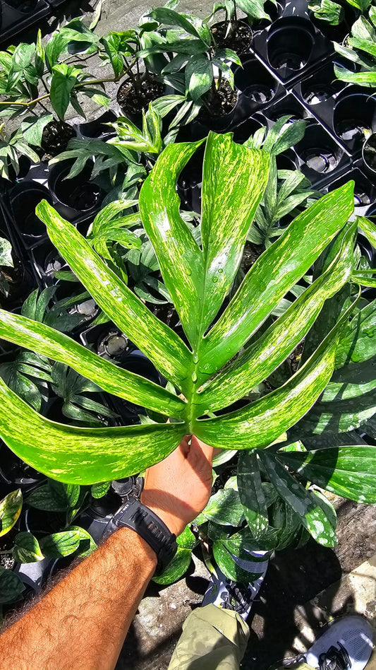 Rhaphidophora Decursiva Variegata – Rare Collector’s Plant (3-Gallon Large Specimen)