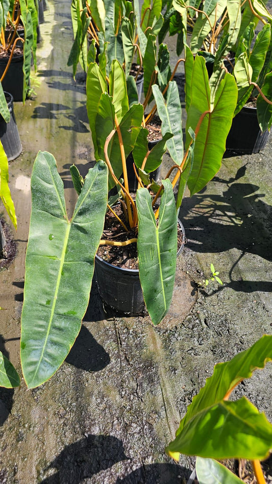Philodendron Billietiae – Stunning Large-Specimen (3-Gallon Pot