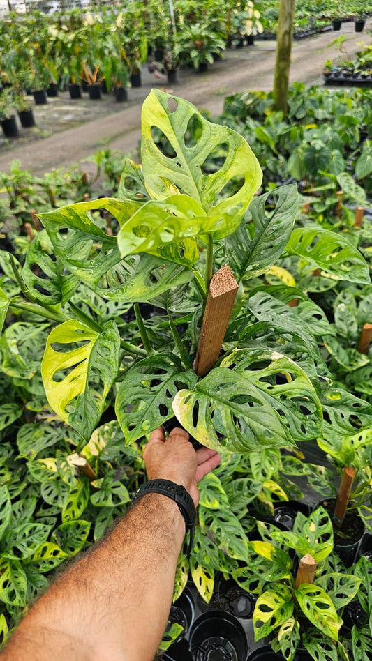 Monstera Adansonii Variegated 'Flame' – Rare 6-Inch Pot with Totem Support