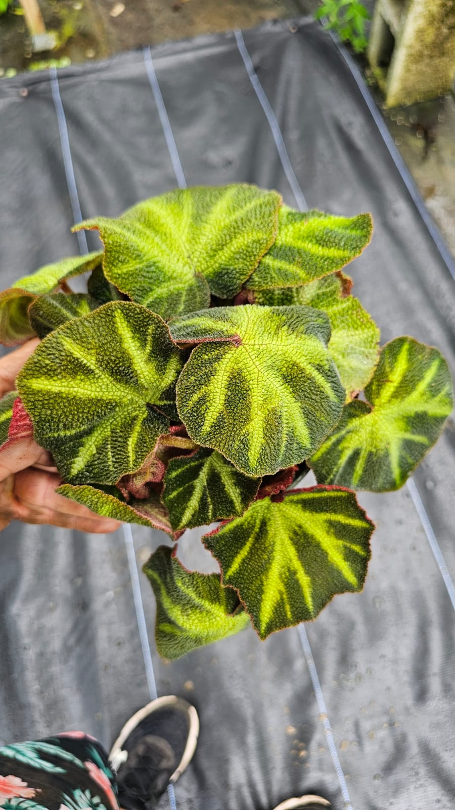 Begonia Iron Cross