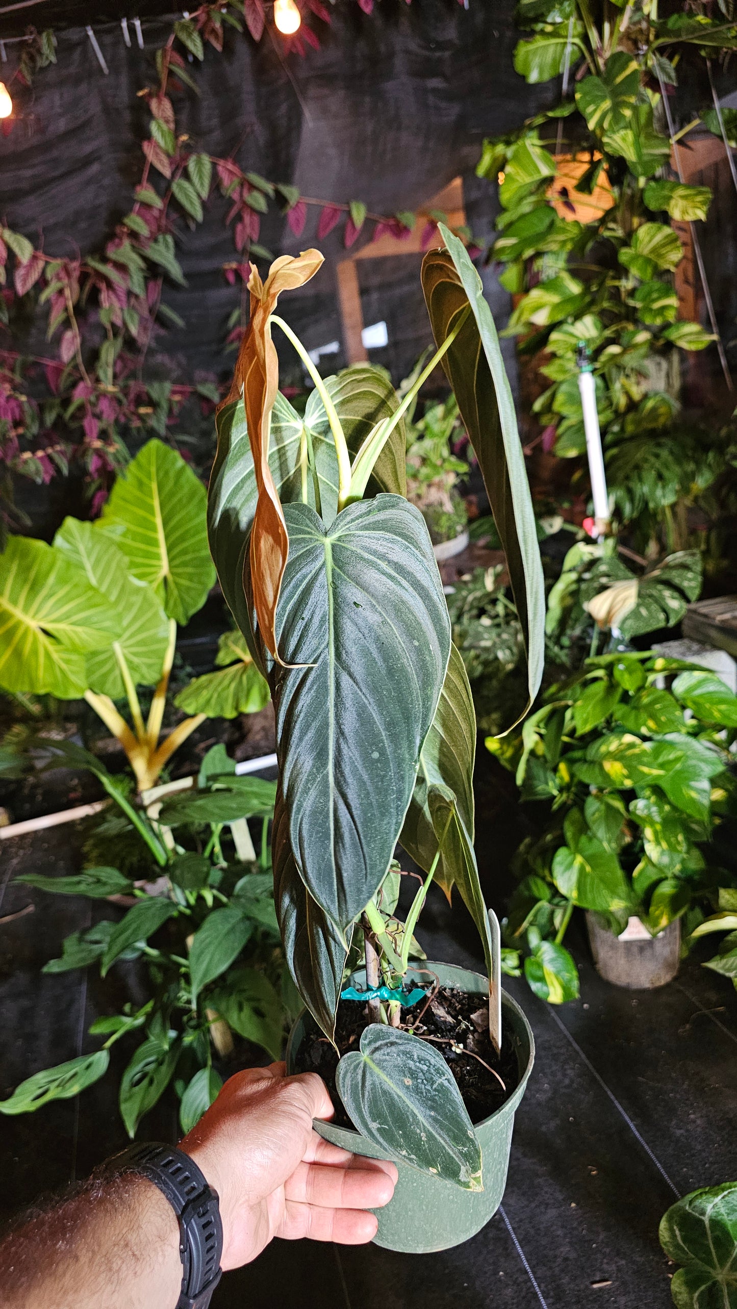 Philodendron Black Gold 6" pot