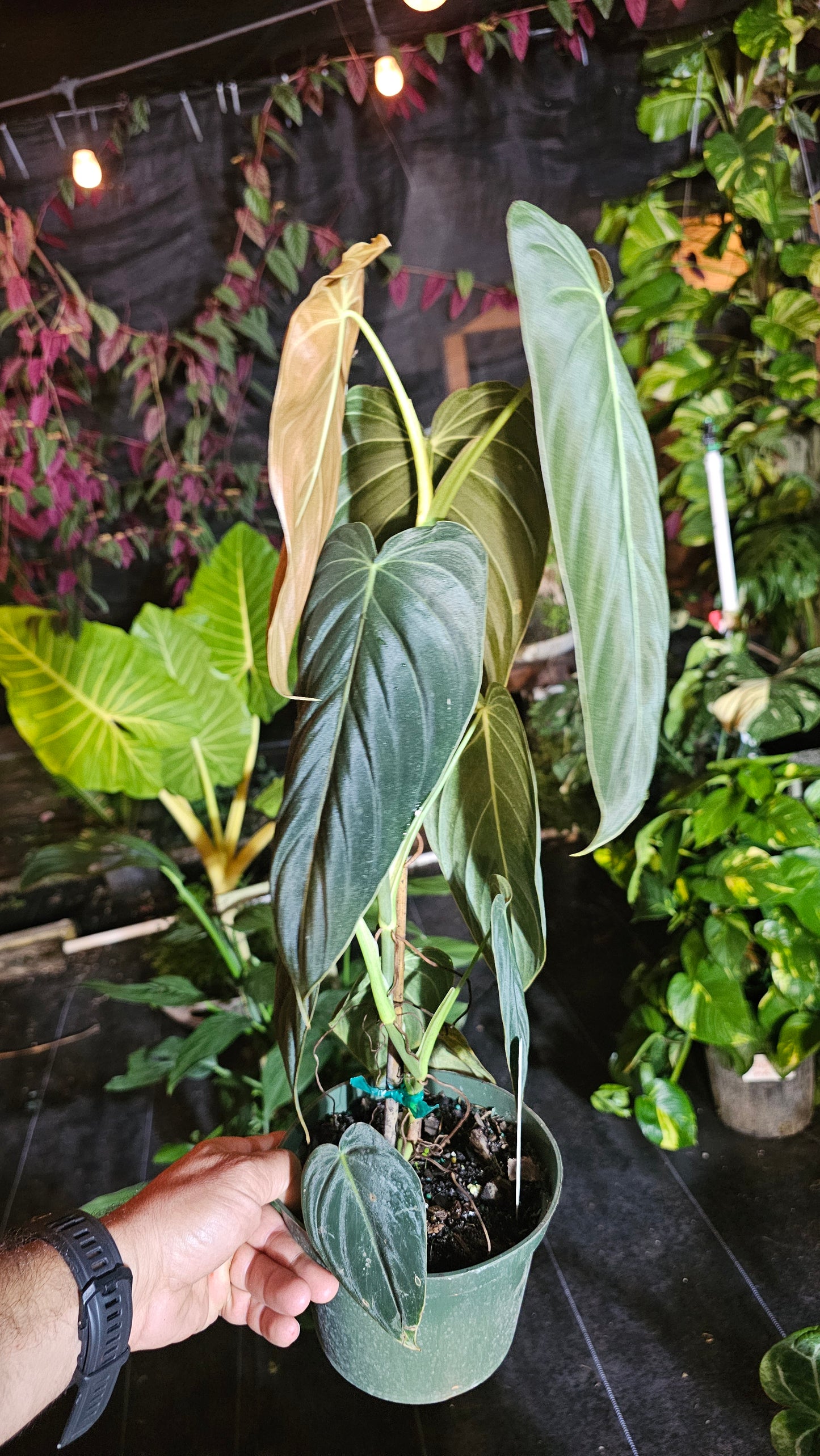 Philodendron Black Gold 6" pot