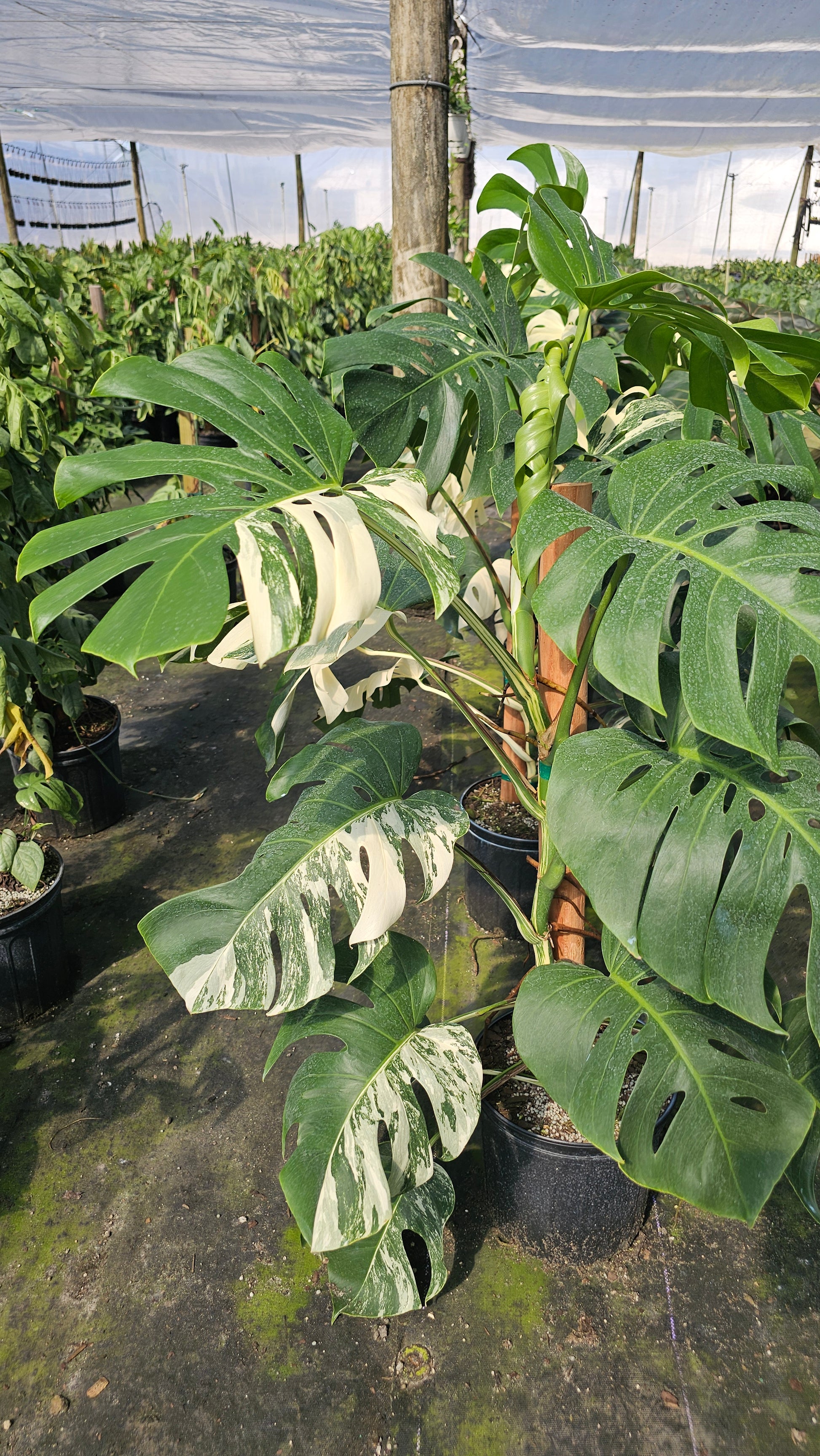 monstera deliciosa totem Monstera Albo 3 Gal totem – Edens Tropical