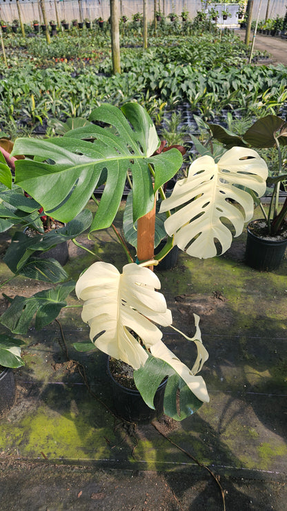 Monstera Albo 3 Gal totem