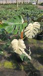 Monstera Albo 3 Gal totem